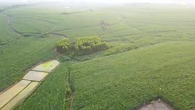 农业甘蔗基地4K航拍视频的预览图